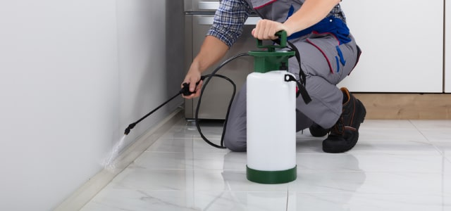 Exterminador de cinches en West Virginia